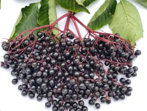 Discover 10 Health Benefits of Elderberry Syrup