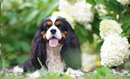 7 Valuable Benefits of Therapy Dogs in Autism Treatment