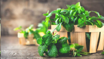 Surprising Benefits of Mint Leaves in Managing Diabetes