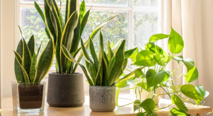 13 Remarkable Health Benefits of Sansevieria (Snake Plants)