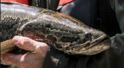 5 Health Benefits of Snakehead Fish for Diabetes