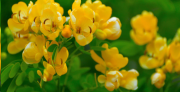 Health Benefits of Senna Fistulas Laxative