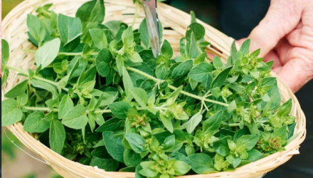 Benefits of Oregano Leaves for Cough (Scientifically Proven)