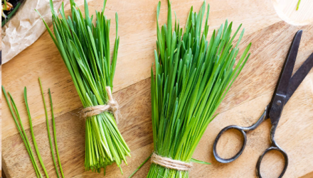 Outstanding Benefits of Wheatgrass Powder for Diabetes as a Dietary Supplement