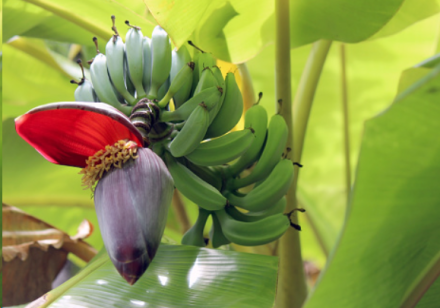 Benefits of Banana Flower During Pregnancy (Recommendation)