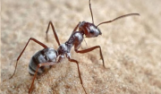10 Surprising Benefits of Polyrachis Ant Powder