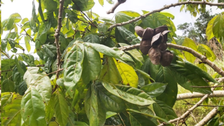 Benefits of Archidendron Pauciflorum for Cancer You’ve Never Imagined