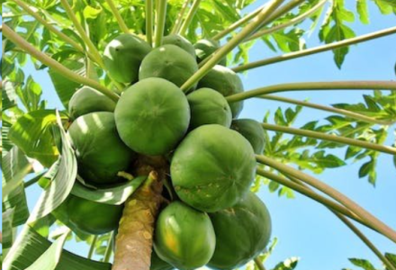 11 Exceptional Benefits of Papaya Leaves for Diabetes – Powerful Herbs